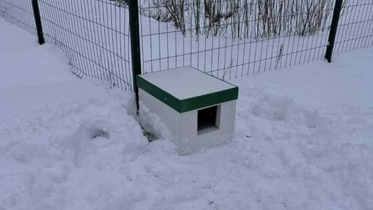 Na terenie XI Liceum w Radomiu powstał dom dla kotów