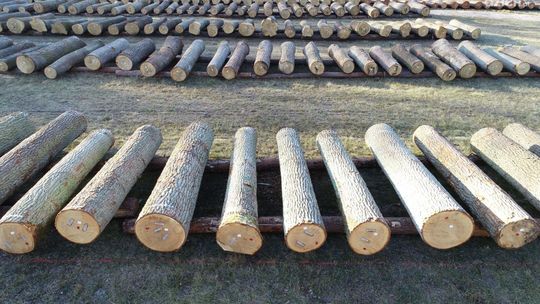 Najlepsze drewno z regionu sprzedane