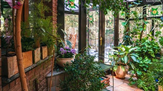 Najlepsze rośliny do ogrodu zimowego - przewodnik po gatunkach i pielęgnacji