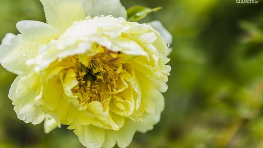 Największy targ roślin doniczkowych w Radomiu