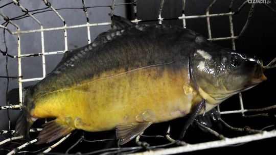 Nawet 18 zł za kilogram karpia. Ile kosztuje i gdzie go kupić?