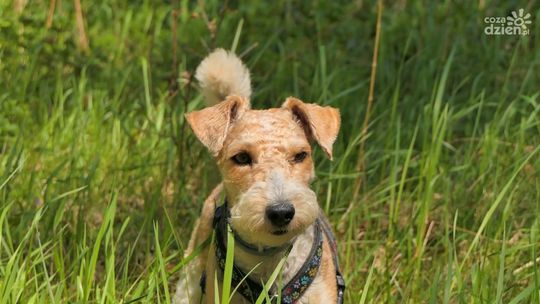 Nawozy jesienne do trawników, czyli jak zadbać o ogród przed zimą?