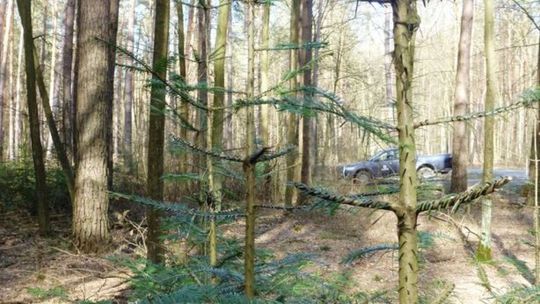 Nie kradnij gałęzi z lasu