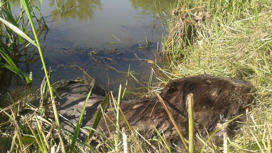 Nie o to chodzi w programie LIFE!