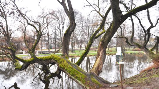 Krzywe drzewo w Szydłowcu