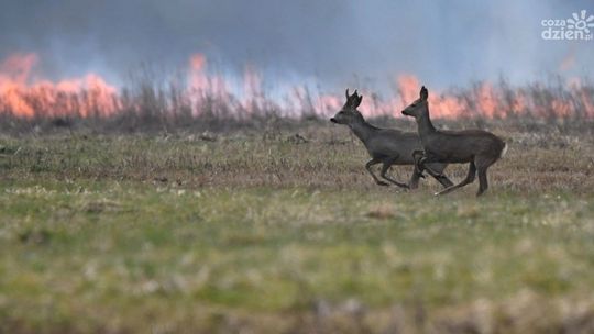 Nie wypalajcie traw - leśnicy i strażacy apelują