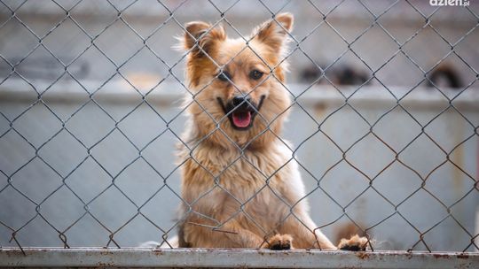 Nie wyrzucaj! Zaadoptuj