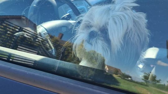 Nie zostawiaj dzieci i zwierząt w rozgrzanym aucie