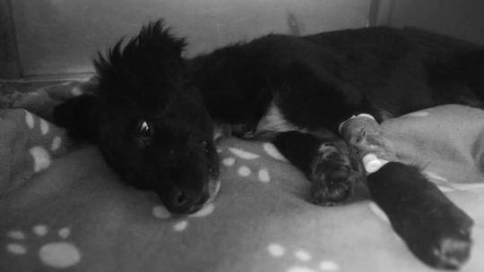  Nie żyje drugi pies skatowany przez 37-latka