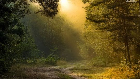 Niebezpieczeństwo czai się w runie leśnym