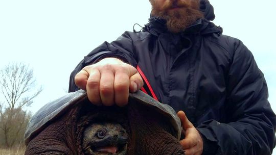 Niebezpieczny żółw w powiecie grójeckim
