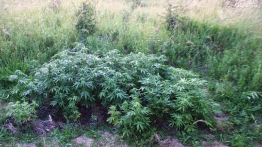 Nielegalna plantacja konopi w Szydłowcu