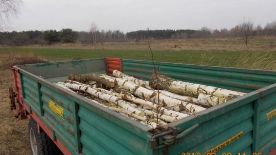 Nielegalnie wycinali drzewa