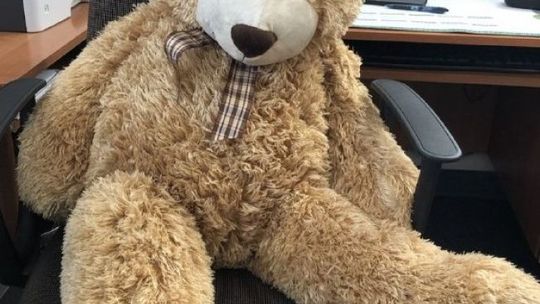 Nietypowa interwencja grójeckich policjantów. Ratowali leżącego na drodze... niedźwiedzia