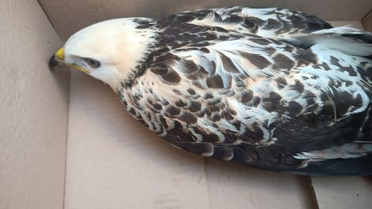 Nietypowa interwencja strażników leśnych