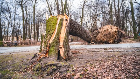 Nocna burza. Powalone drzewa, ale bez podtopień