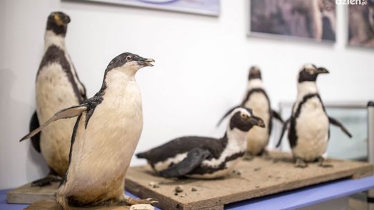 Nowa wystawa w "Malczewskim"