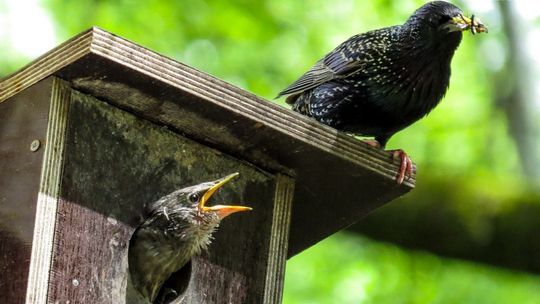 Nowe domki do zamieszkania
