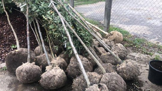 Nowe drzewa w Radomiu