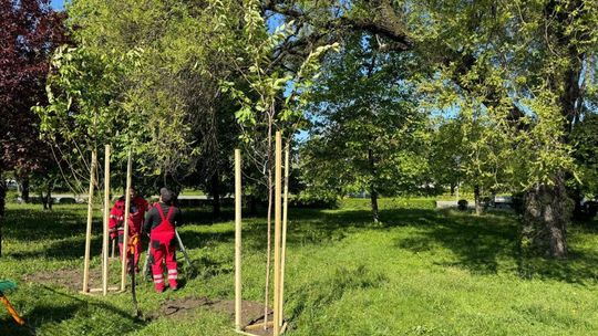 Nowe drzewa w Radomiu