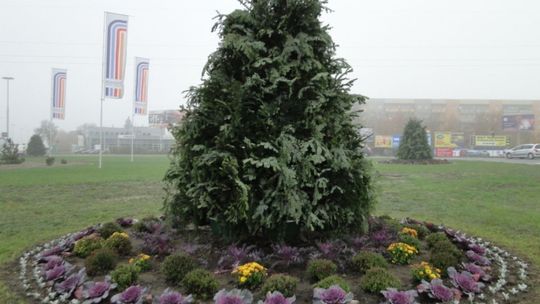 Nowe drzewka na rondach? Nie, to tylko ozdoby