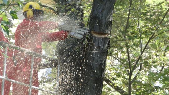 Nowe modrzewie, lipy i jarząby