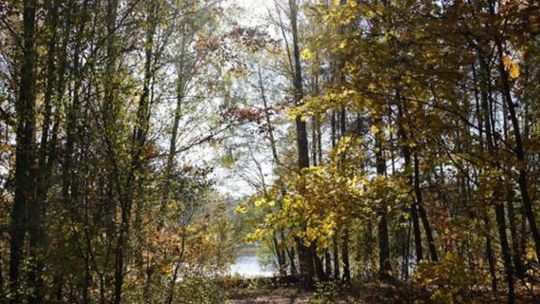 Nowe szlaki w rezerwacie przyrody Jedlnia im. Andrzeja Kowalczewskiego
