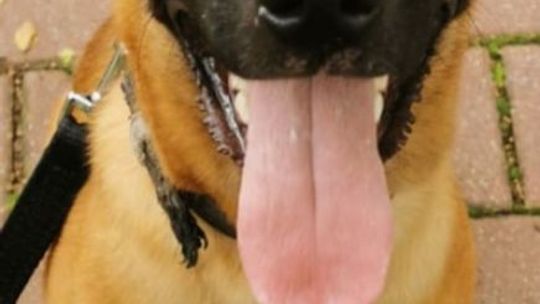 Nowy pies w radomskiej policji 