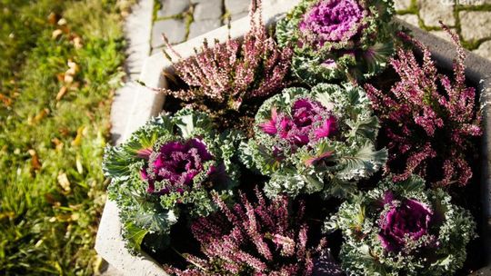 O, i takie mamy roślinki tej jesieni!