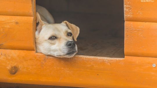 Obcinał psom palce. Szuka go policja