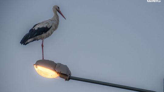 Obejrzyj najlepsze zdjęcia kwietnia