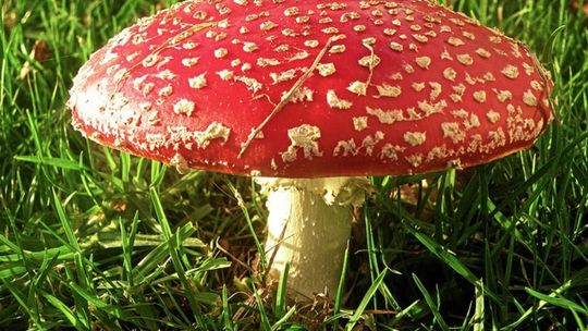 Objawy zatrucia grzybami