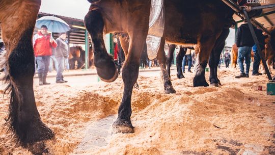 Objazd linii 27 podczas Wstępów