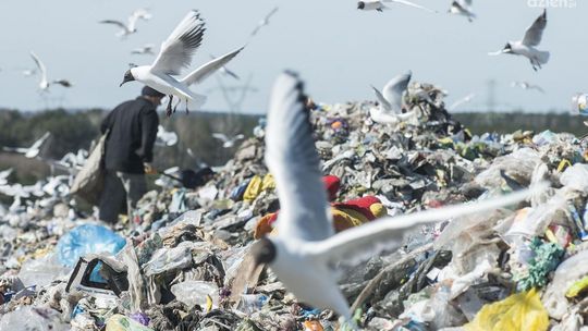 Oblicza biedy. Zbieracze puszek na wysypisku.
