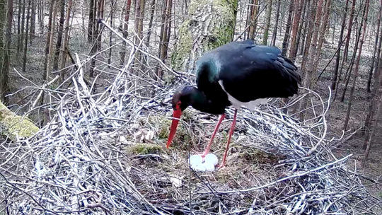 Obserwacja bocianów czarnych w Puszczy Kozienickiej