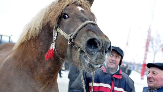 Od poniedziałku skaryszewskie Wstępy!
