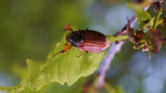 Od poniedziałku zakaz wstępu do lasu!