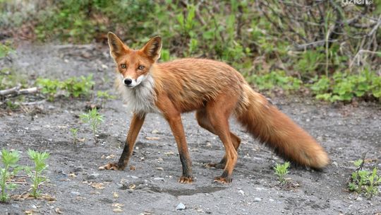 Od wtorku rozpoczyna się szczepienie lisów