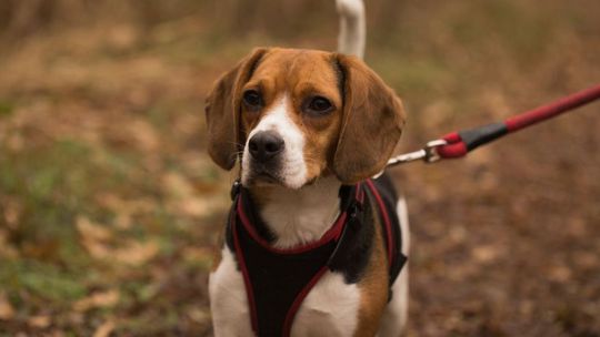 Odkryj top 10 akcesoriów dla psów, które ułatwią Ci codzienną pielęgnację i treningi