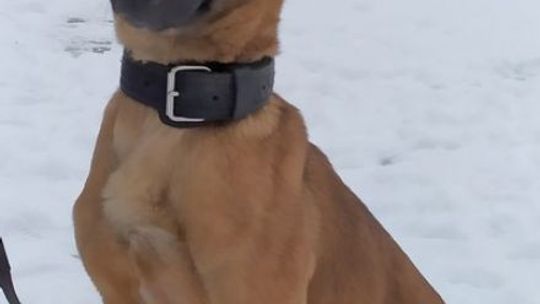 Odyseja wraca do Radomia