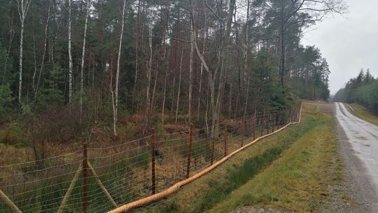 Ogrodzenie zapobiegnie rozprzestrzenianiu się wirusa ASF?