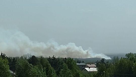 Ogromny pożar lasu pod Grójcem. W akcji kilkadziesiąt zastępów 