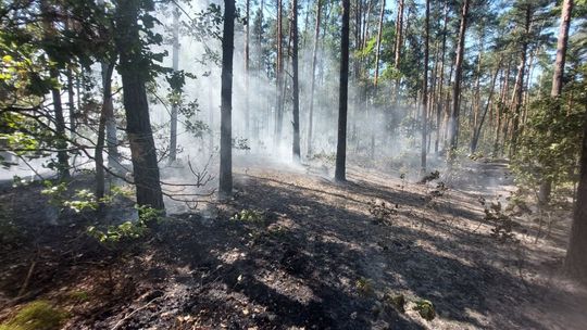 Ogromny pożar lasu w gminie Pionki