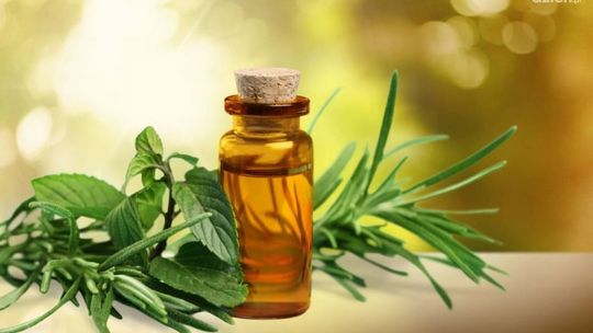 Olejek z drzewa herbacianego - Właściwości
