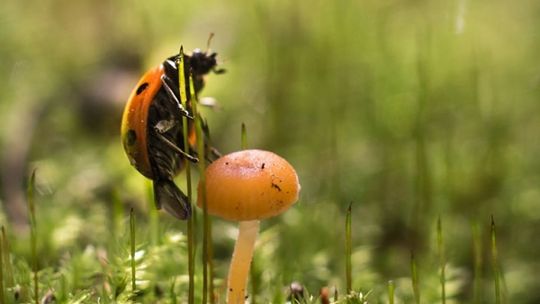 Opowieści z mchu bez paproci - wystawa w Heliosie