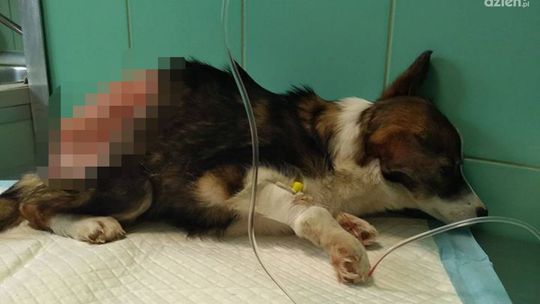 Oskórowaną sunię czeka długie leczenie