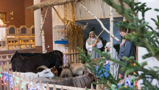 Osły, owce, kozy i... kot. Żywą szopkę oglądali radomianie [ZDJĘCIA]