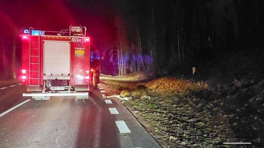 Osobówka zderzyła się z łosiem. 24-latek w szpitalu