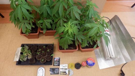 Ostrowiec Świętokrzyski. 41-latek uprawiał konopie