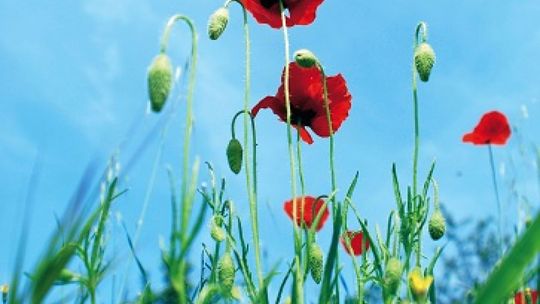 Ostrzeżenie przed latem!